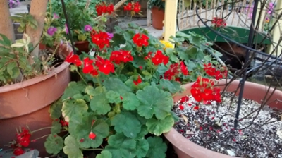 Geranium flowers