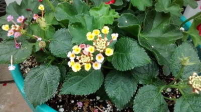 Lantana flowers