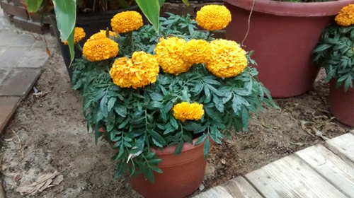 Marigold flower