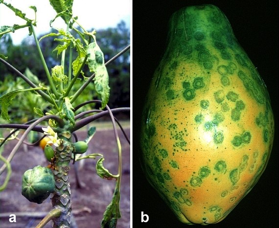 Papya necrotic ringspot