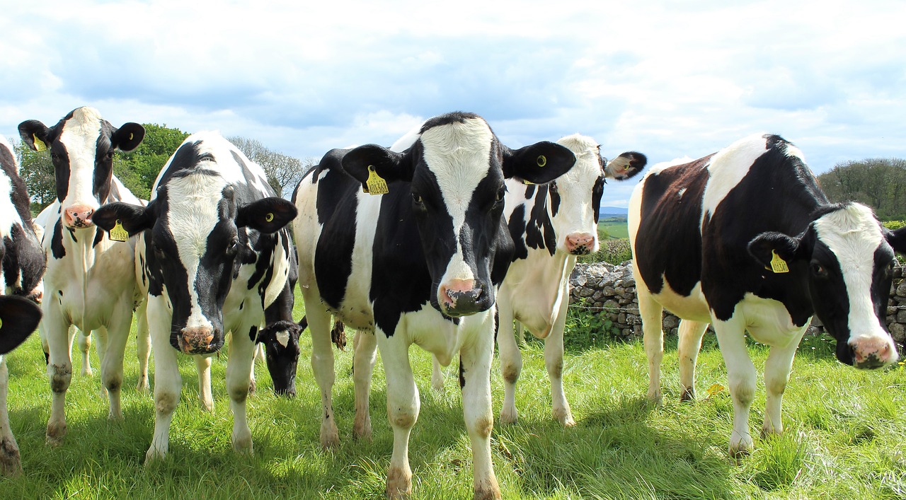 holstein cattle