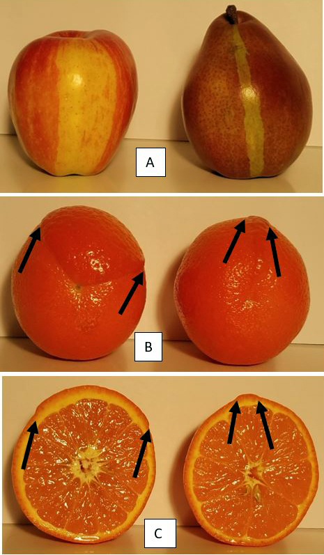 mutants-fruitexamples