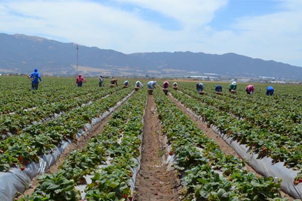 People working in a field