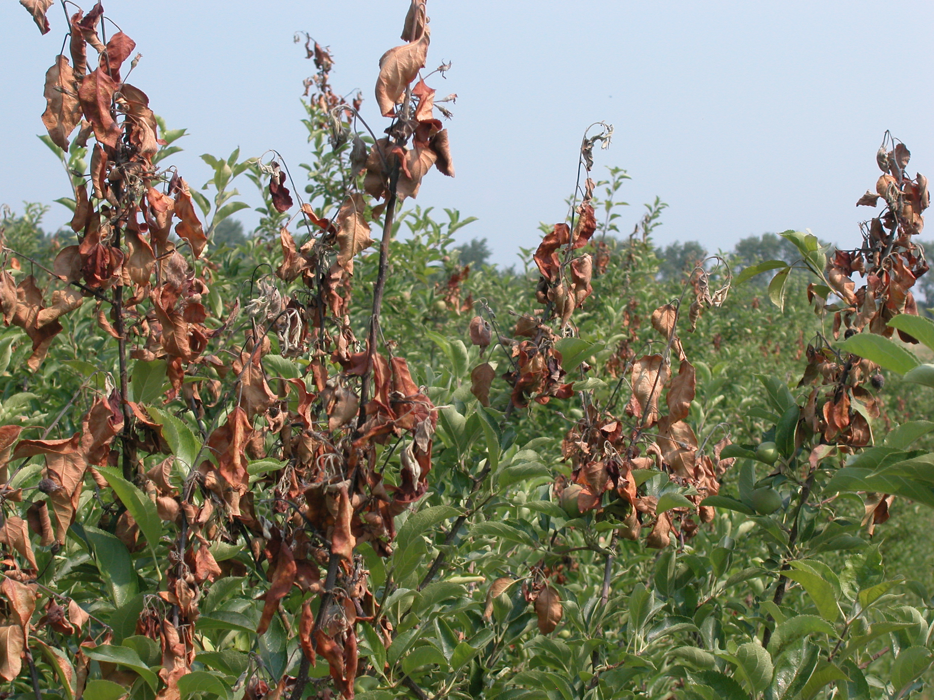 Fire blight on apple tree branches