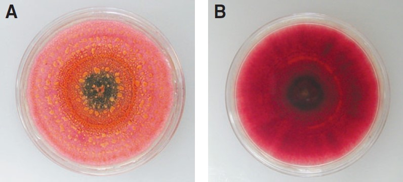 Cultures in petri dishes.