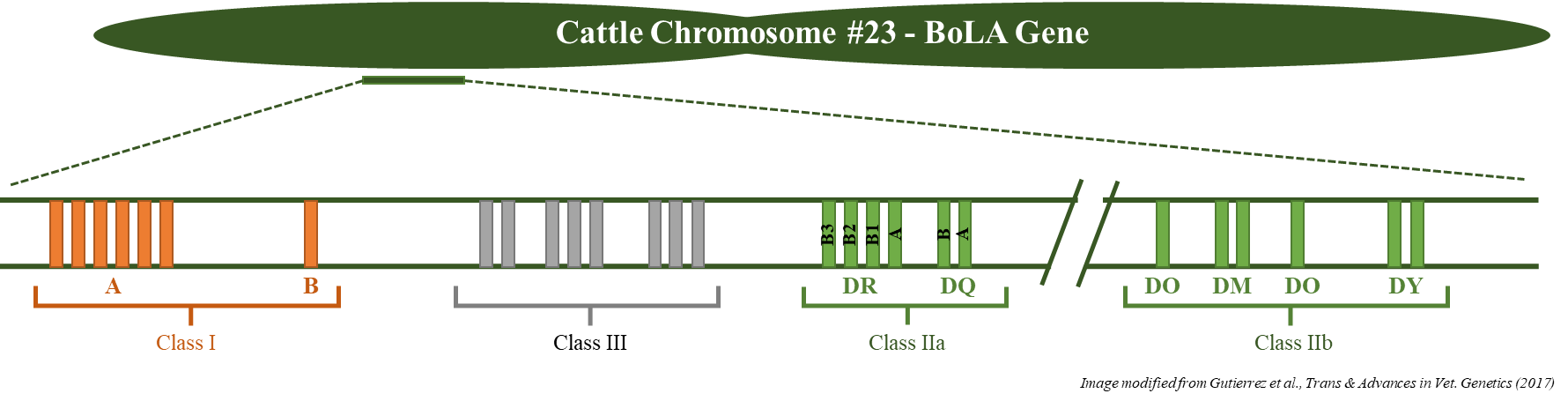 BoLA_Diagram