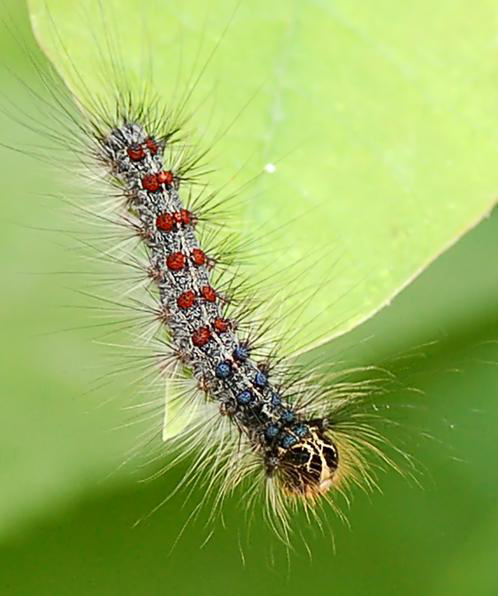 Gypsy moth caterpillar