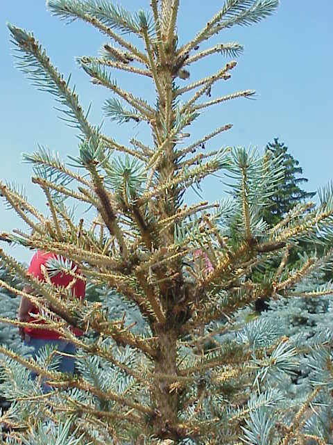 Defoliation on Christmas tree.