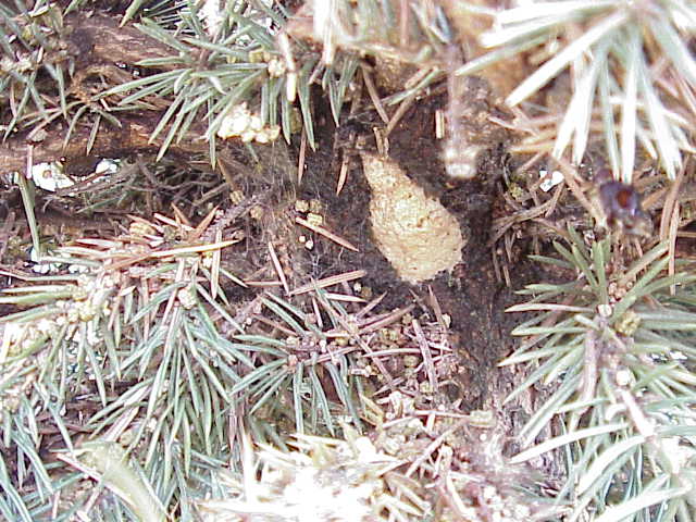 Gypsy moth egg masses.