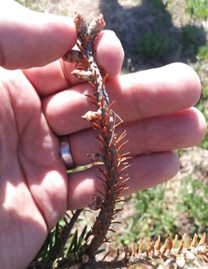 Discoloration and chlorosis of conifer needles.