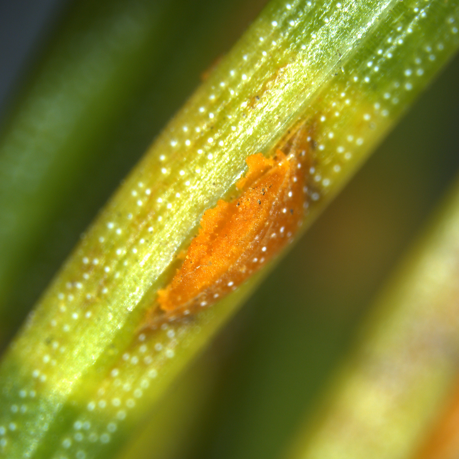 Orange pustules with emerging spores