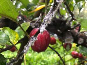 Grand Rapids area apple maturity report – Oct. 10, 2018