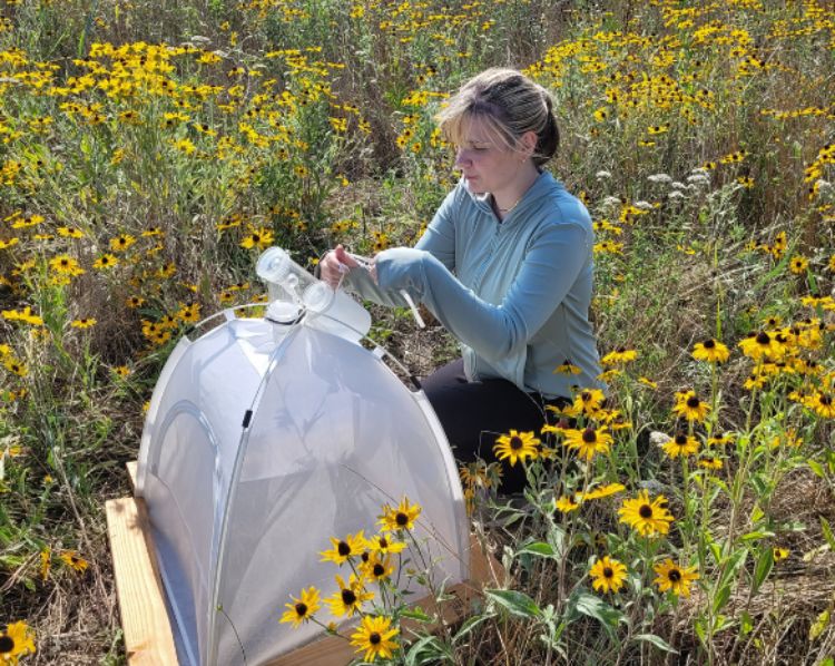 Image of Entomology graduate student conducting field research.