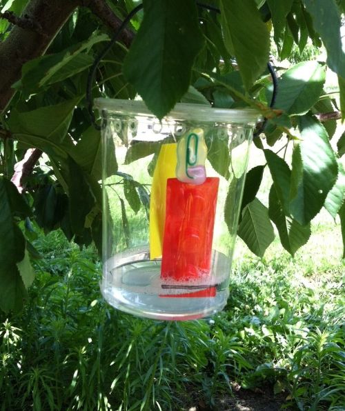 Spotted wing Drosophila trap baited with the red three-component lure hung in the shade of a cherry tree. Photo by Julianna Wilson, MSU