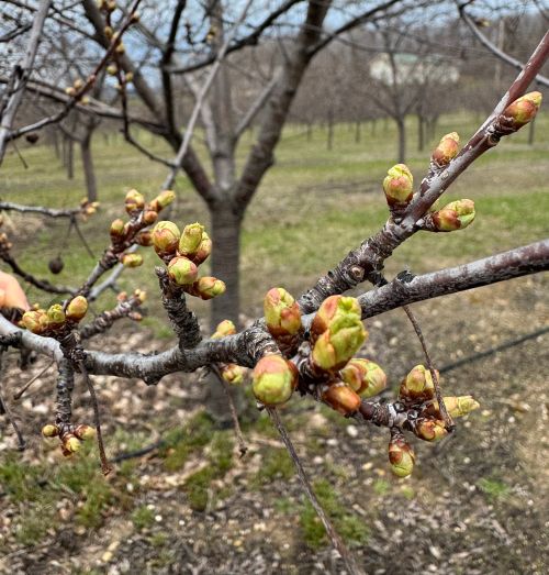 A cherry tree in April with tight, round buds on branches.