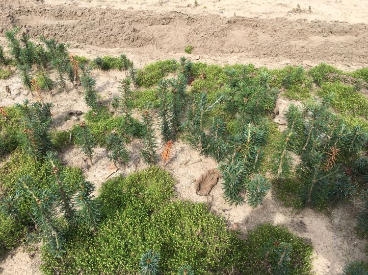 Birdeye pearlwort growing in an open field