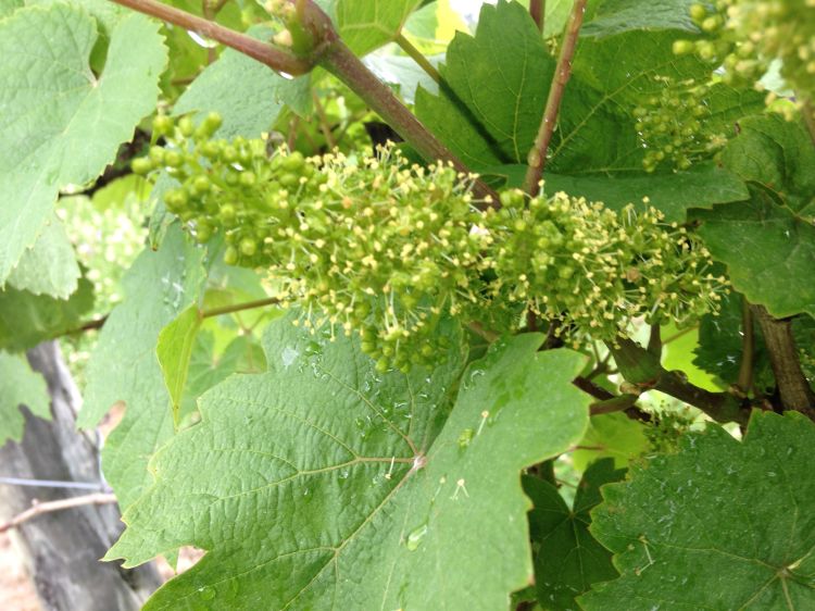 Riesling flower clusters opening in north Berrien County.