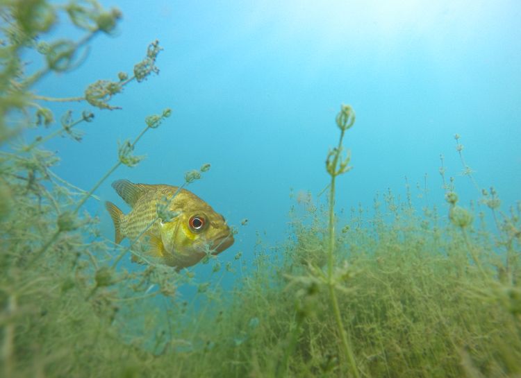 For decorative purposes.