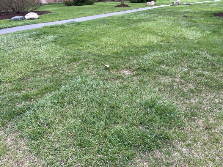 A residential lawn with extensive patches of tall fescue.