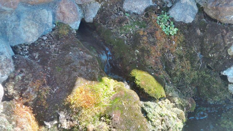 Groundwater flows continuously from this fresh water spring in the city of Adrian, Michigan. Photo by Monica Day, MSU Extension