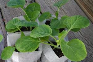 Smart Gardening with Vegetables 101: Late spring tips