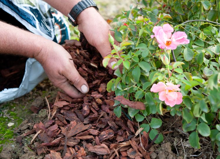 Close-up of a person spreading brown pine bark nuggets as mulch around a flowering pink rose bush in a garden bed.