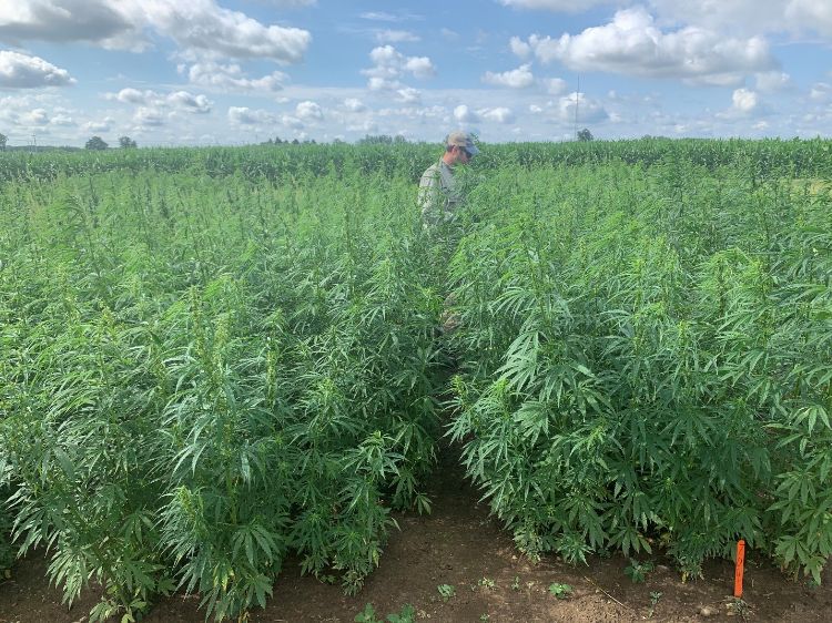 Industrial hemp research plots