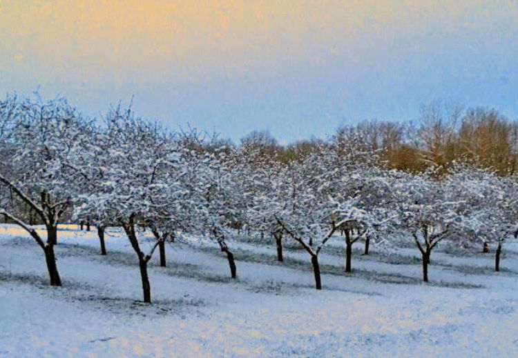 Cherry orchard in snow