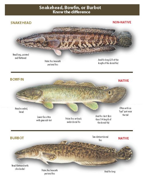 For decorative purposes. Differences between each species is described in the body of the article.