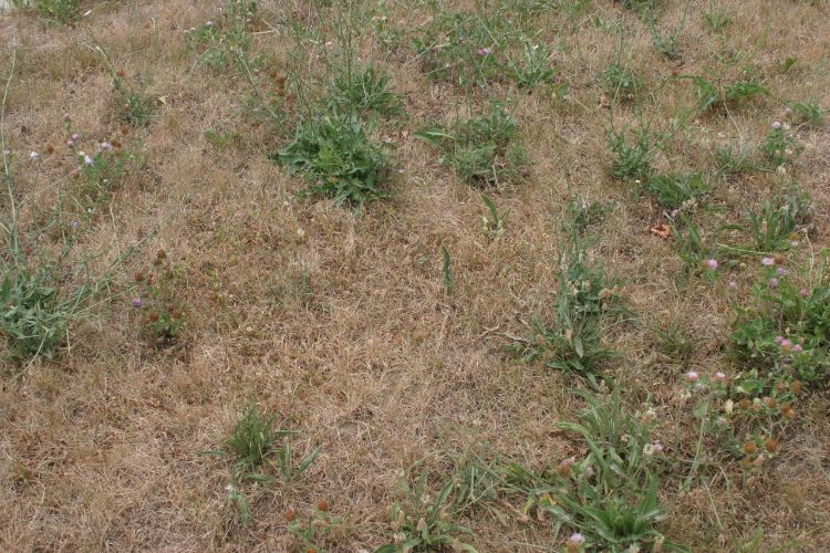 Broadleaf weeds in drought-stressed turf. All photos by Kevin Frank, MSU.