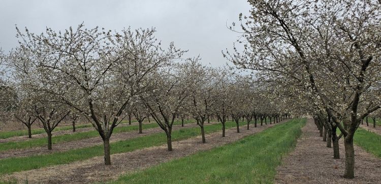 Cherry orchard.