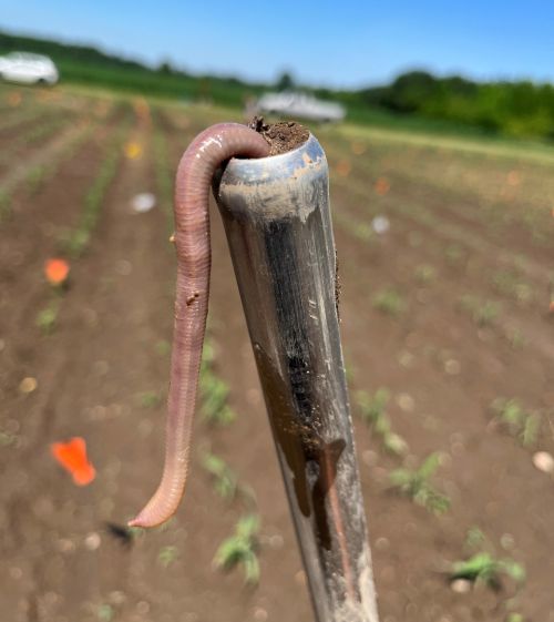 An earthworm coming out of soil probe after sampling.