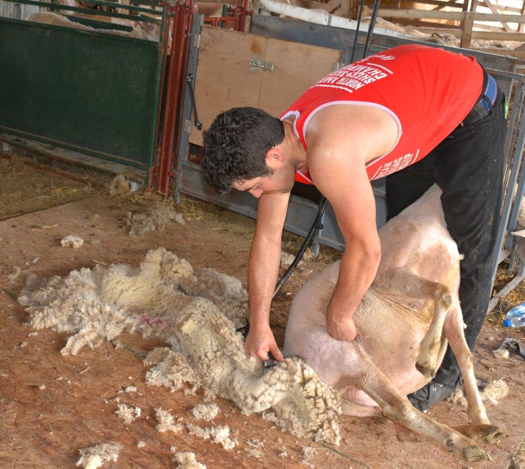 Man in red shirt leans over a sheep while removing fleece with corded clippers.