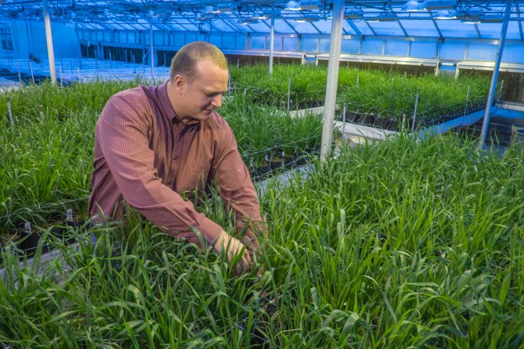 Eric Olson is a member of the Wheat Breeding and Genetics Program at MSU developing wheat varieties