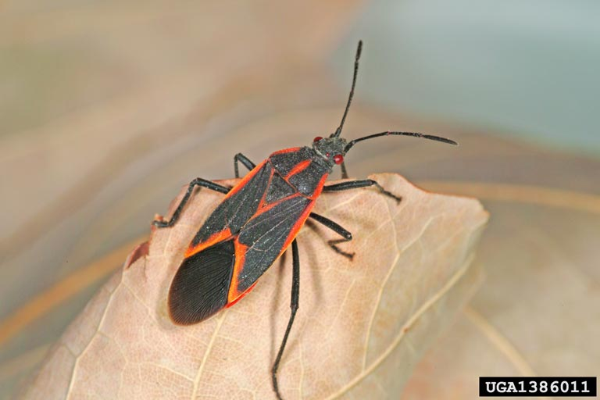 Boxelder bug