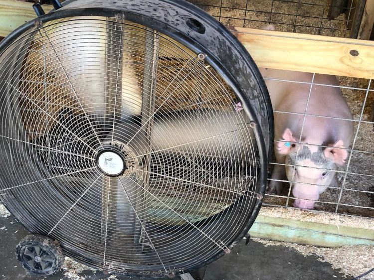 large fan in front of a pig pen