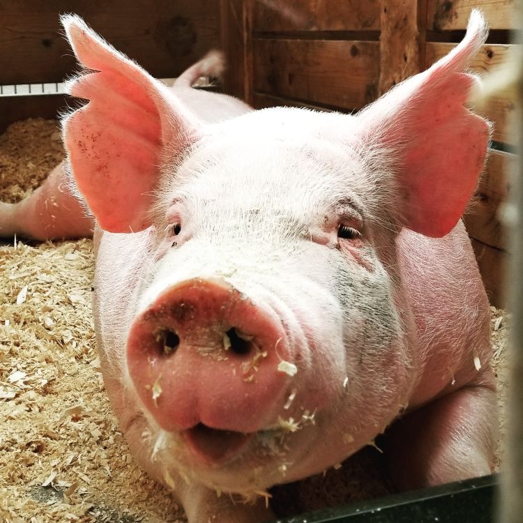 a pig looking at the camera