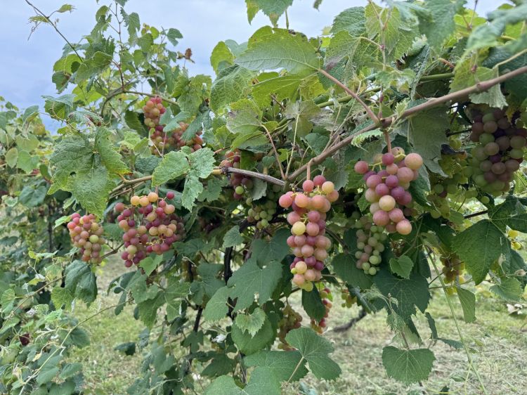 Bunches of grapes at varying degrees of ripeness.
