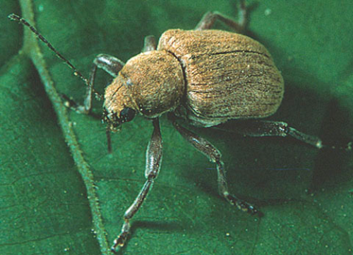 Adult grape rootworm.