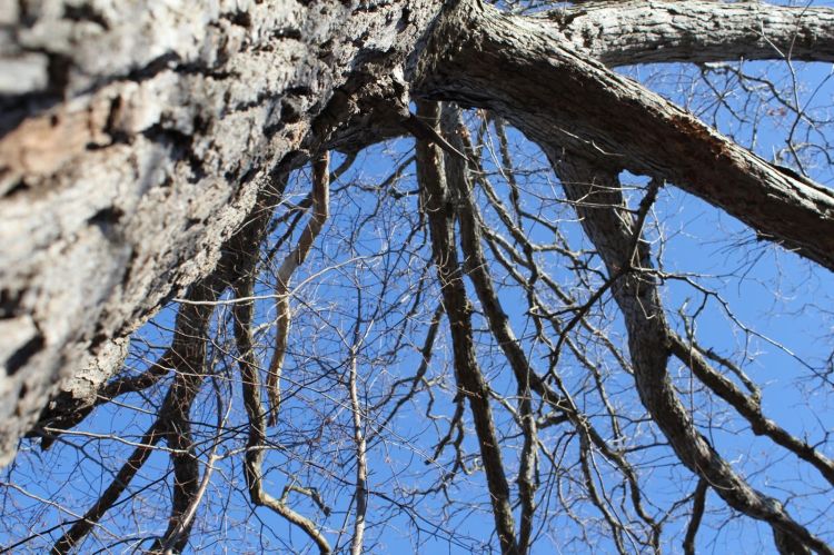 Looking up the bark of a tree into its empty branches. A blue sky in the background.