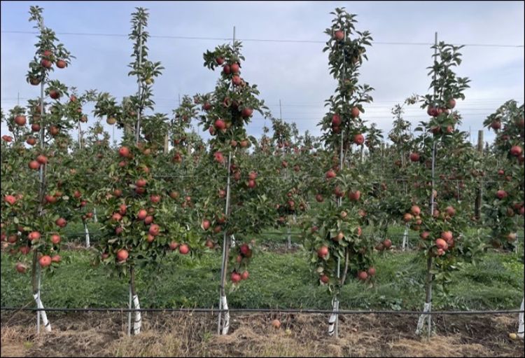 Drip line used for irrigation in newly planted and established apple trees.