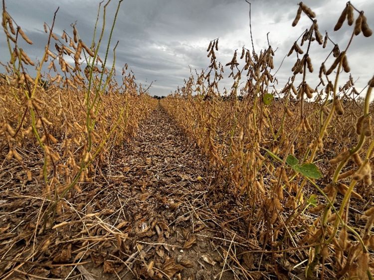 Low-angle view down a row of mature soybeans ready for harvest. The plants are brown and dry with pods hanging, leaves mostly fallen. The soil is covered with dry leaves and pods, and a cloudy gray sky looms overhead.