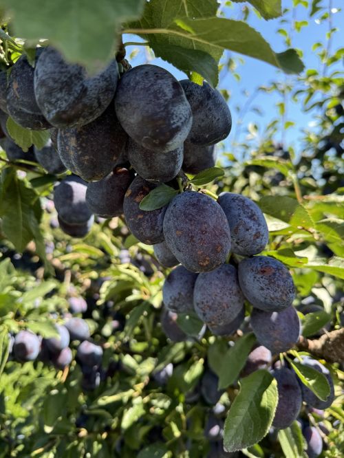 Ripe plums growing on a tree.