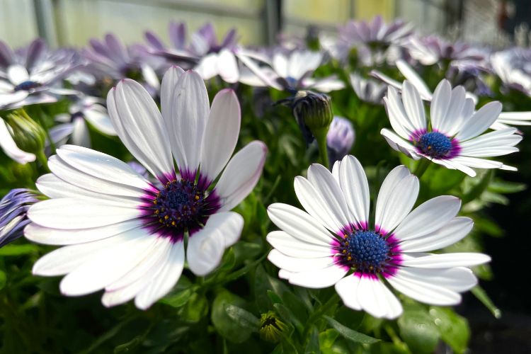 Close-up of white daisy-like flowers with blue and purple centers blooming in a greenhouse.