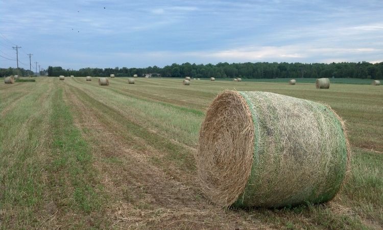 round bale of hay in a green hayfield
