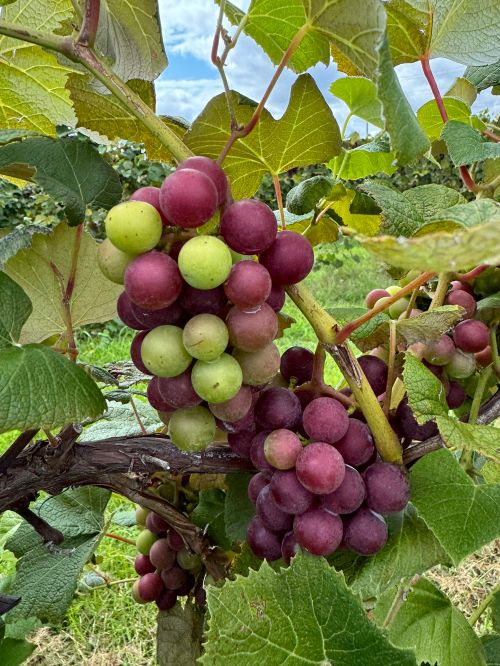Bunches of grapes at varying degrees of ripeness.