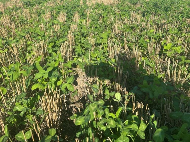 A field of red clover seedlings growing among short, golden wheat stubble under bright sunlight.