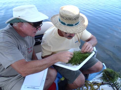 MiCorps volunteers inspect aquatic plants collected from their lake.