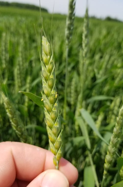A hand holding a healthy wheat head just beginning to flower.