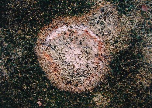  microdochium-patch1.JPG 